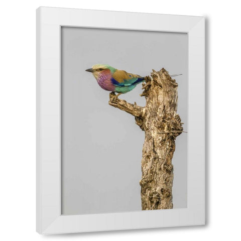 South Africa Lilac-breasted roller bird on stump White Modern Wood Framed Art Print by Lord, Fred