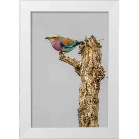 South Africa Lilac-breasted roller bird on stump White Modern Wood Framed Art Print by Lord, Fred