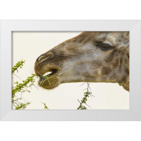 South Africa Giraffe feeding on acacia leaves White Modern Wood Framed Art Print by Lord, Fred