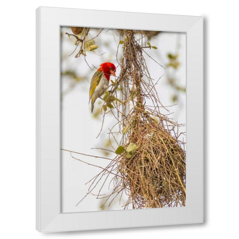 South Africa Male red-headed weaver on nest White Modern Wood Framed Art Print by Lord, Fred