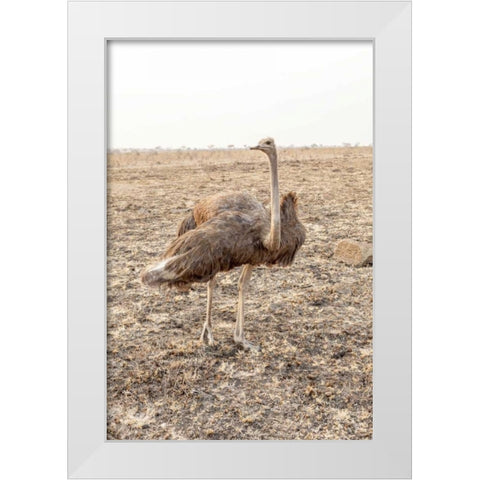 South Africa Female ostrich in mating display White Modern Wood Framed Art Print by Lord, Fred