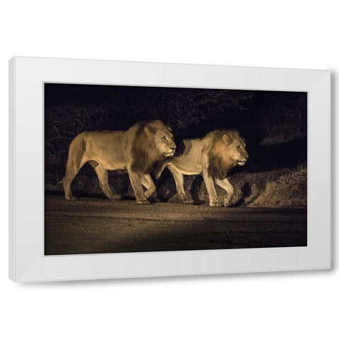 South Africa, Two male lions walking at night White Modern Wood Framed Art Print by Zuckerman, Jim