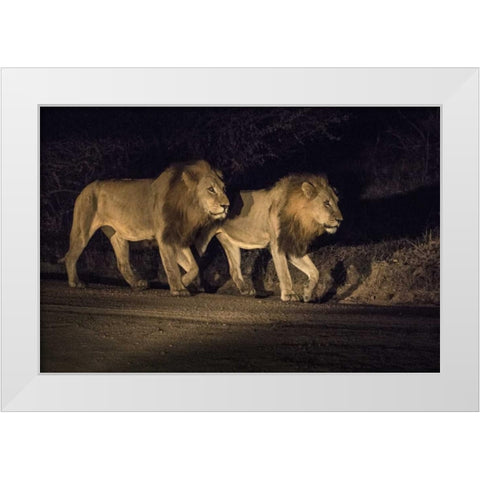 South Africa, Two male lions walking at night White Modern Wood Framed Art Print by Zuckerman, Jim