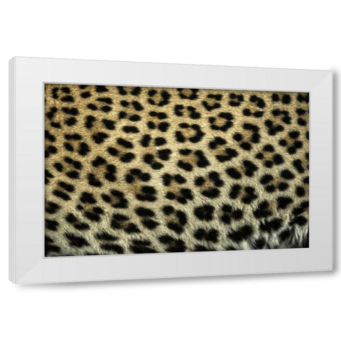 South Africa Close up of Leopard spots White Modern Wood Framed Art Print by Zuckerman, Jim