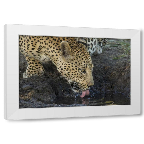 South Africa, Leopard drinking from a waterhole White Modern Wood Framed Art Print by Zuckerman, Jim
