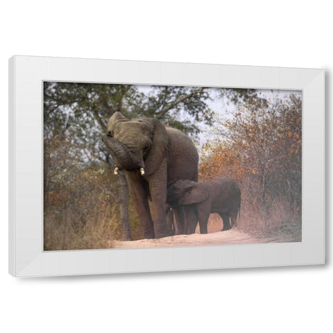 South Africa, Nursing baby elephant White Modern Wood Framed Art Print by Zuckerman, Jim