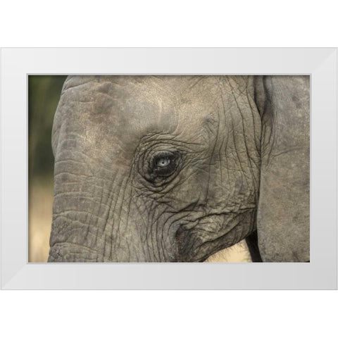 South Africa, Very rare blue-eyed elephant White Modern Wood Framed Art Print by Zuckerman, Jim
