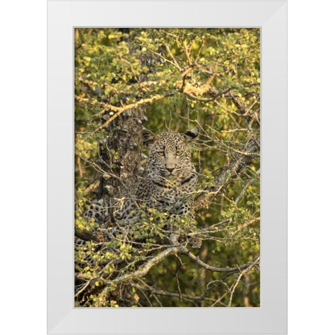 South Africa, Leopard cub hiding from hyenas White Modern Wood Framed Art Print by Zuckerman, Jim