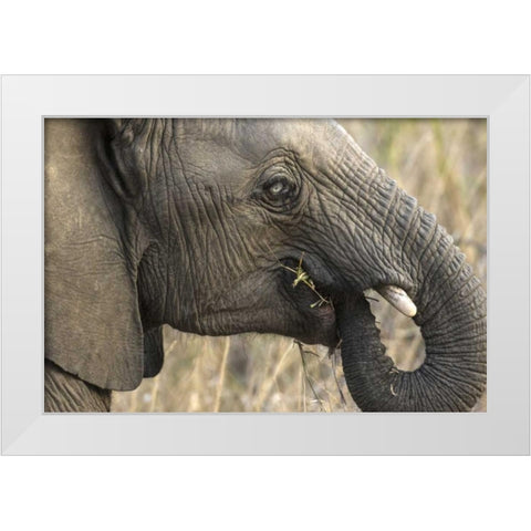 South Africa, Very rare blue-eyed elephant White Modern Wood Framed Art Print by Zuckerman, Jim