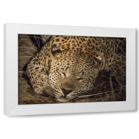 South Africa, Leopard sleeping at night White Modern Wood Framed Art Print by Zuckerman, Jim