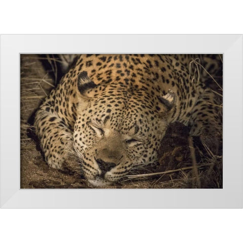 South Africa, Leopard sleeping at night White Modern Wood Framed Art Print by Zuckerman, Jim