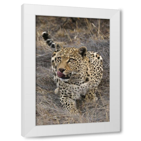 South Africa, Crouching leopard White Modern Wood Framed Art Print by Zuckerman, Jim