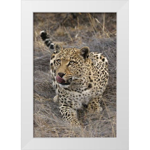 South Africa, Crouching leopard White Modern Wood Framed Art Print by Zuckerman, Jim
