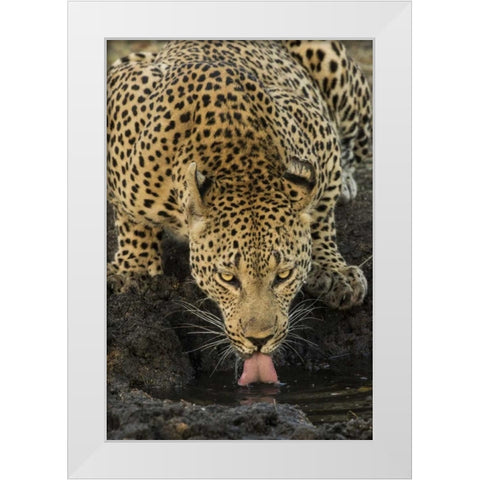 South Kruger NP Leopard drinking at waterhole White Modern Wood Framed Art Print by Zuckerman, Jim