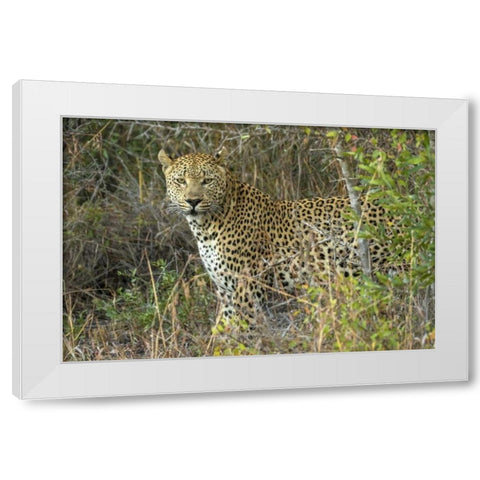 South Sabi Sabi Private Game Reserve White Modern Wood Framed Art Print by Zuckerman, Jim