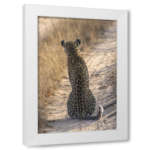 South Africa, Back of leopard sitting in road White Modern Wood Framed Art Print by Zuckerman, Jim