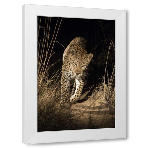 South Africa, Leopard walking trail at night White Modern Wood Framed Art Print by Zuckerman, Jim