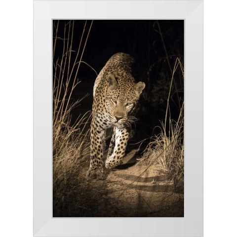 South Africa, Leopard walking trail at night White Modern Wood Framed Art Print by Zuckerman, Jim