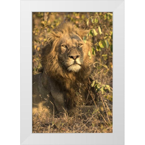 South Africa, Male lion resting White Modern Wood Framed Art Print by Zuckerman, Jim