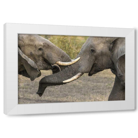 South Africa, Sparring elephants White Modern Wood Framed Art Print by Zuckerman, Jim