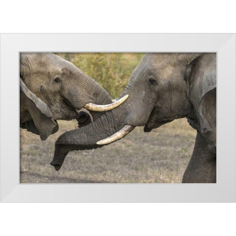 South Africa, Sparring elephants White Modern Wood Framed Art Print by Zuckerman, Jim