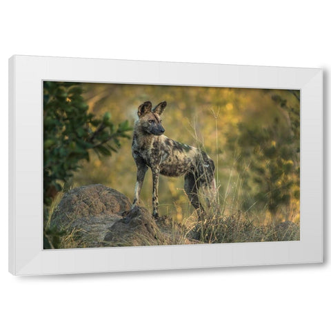 South Africa-Sabi Sabi Private Reserve Wild dog at sunrise White Modern Wood Framed Art Print by Jaynes Gallery