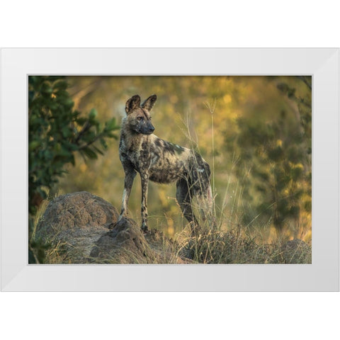 South Africa-Sabi Sabi Private Reserve Wild dog at sunrise White Modern Wood Framed Art Print by Jaynes Gallery