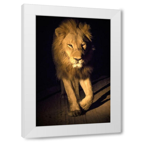South Africa-Sabi Sabi Private Reserve Abstract of male lion walking White Modern Wood Framed Art Print by Jaynes Gallery
