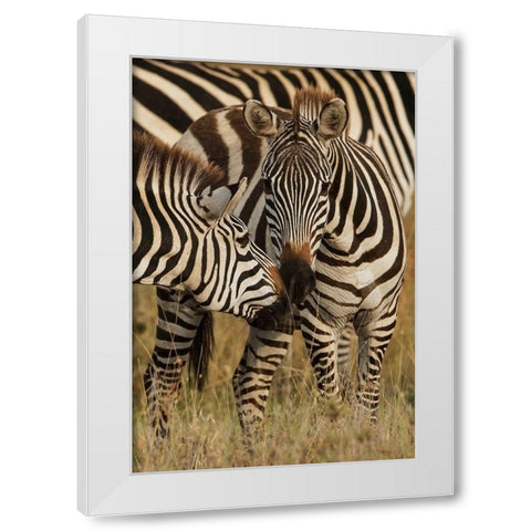 Burchells Zebra-Equus burchellii-Serengeti National Park-Tanzania-Africa White Modern Wood Framed Art Print by Jones, Adam