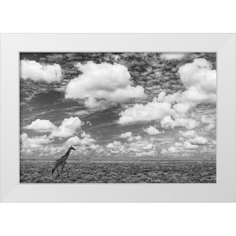 Masai Giraffe on open plains of Serengeti National Park-Tanzania-Africa-Giraffa White Modern Wood Framed Art Print by Jones, Adam