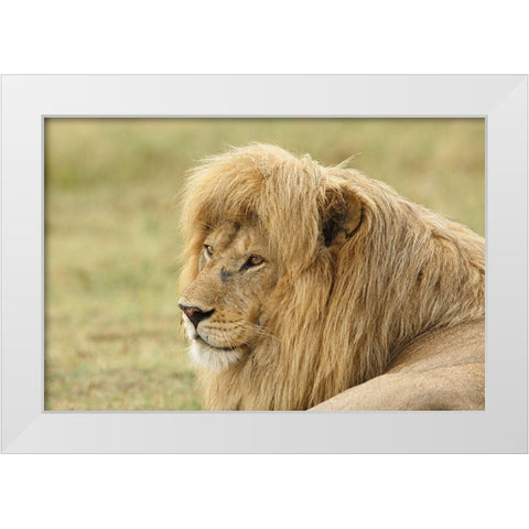 Blonde adult male lion-Panthera leo-Serengeti National Park-Tanzania-Africa White Modern Wood Framed Art Print by Jones, Adam