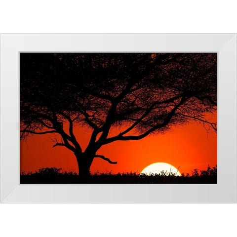 Tree silhouetted at sunset on the vast plains of Serengeti National Park-Tanzania-Africa White Modern Wood Framed Art Print by Jones, Adam