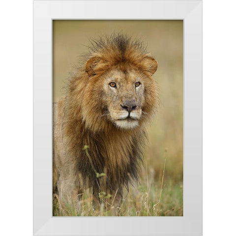 Adult black maned Lion-Panthera leo-Serengeti National Park-Tanzania-Africa White Modern Wood Framed Art Print by Jones, Adam
