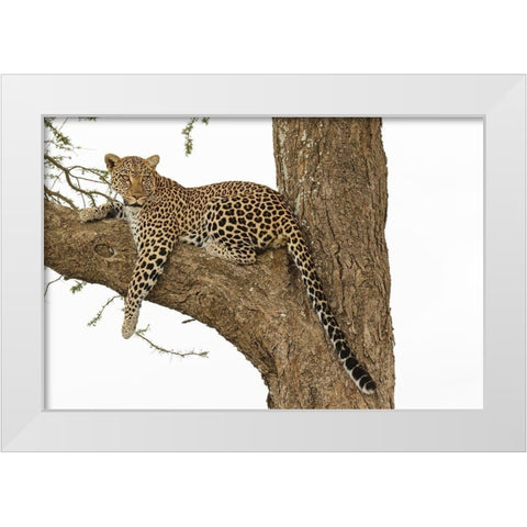 African leopard in tree-Panthera pardus pardus-Serengeti National Park-Tanzania-Africa White Modern Wood Framed Art Print by Jones, Adam