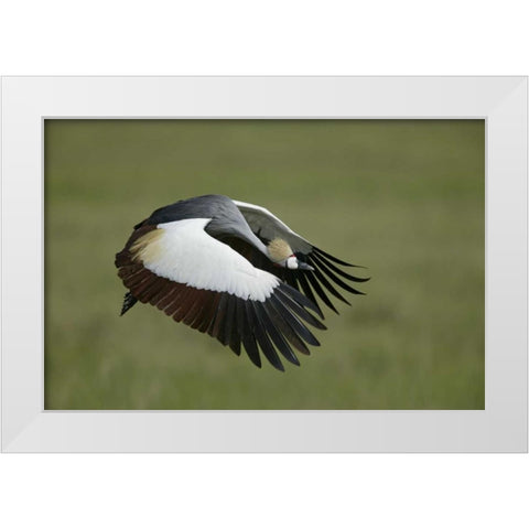 Tanzania Flying grey-crowned crane White Modern Wood Framed Art Print by Morris, Arthur