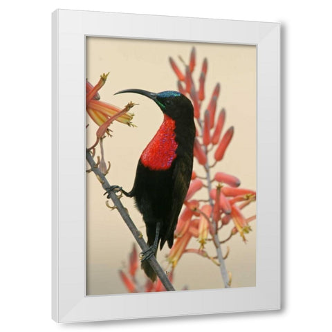 Tanzania, Ndutu Scarlet-breasted sunbird on limb White Modern Wood Framed Art Print by Morris, Arthur
