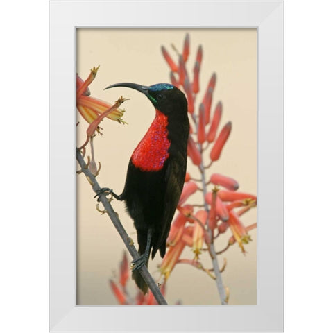 Tanzania, Ndutu Scarlet-breasted sunbird on limb White Modern Wood Framed Art Print by Morris, Arthur