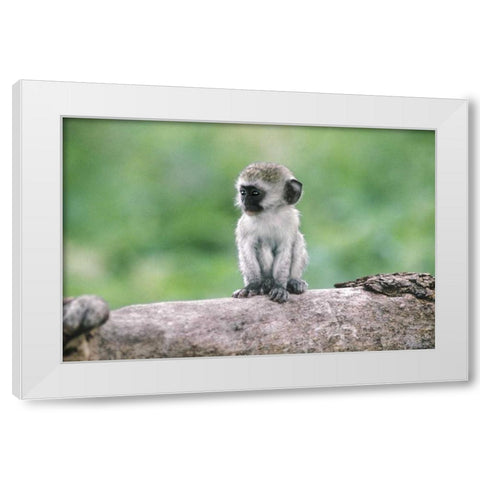 Tanzania, Ngorogoro Crater Vervet monkey baby White Modern Wood Framed Art Print by Welling, Dave