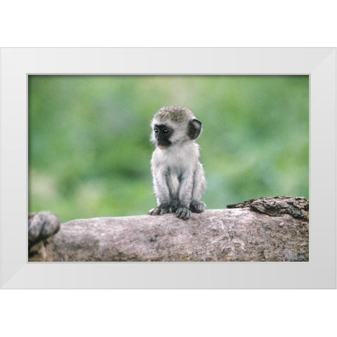 Tanzania, Ngorogoro Crater Vervet monkey baby White Modern Wood Framed Art Print by Welling, Dave