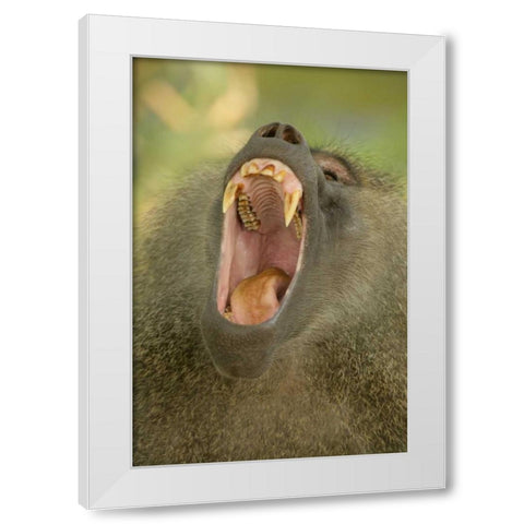 Tanzania, Lake Manyara Olive baboon yawning White Modern Wood Framed Art Print by Morris, Arthur