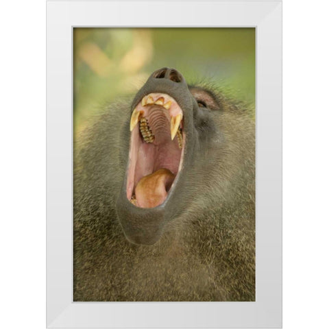 Tanzania, Lake Manyara Olive baboon yawning White Modern Wood Framed Art Print by Morris, Arthur
