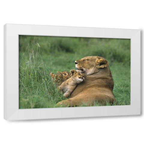 Tanzania, Ngorongoro Crater African lion and cub White Modern Wood Framed Art Print by Welling, Dave