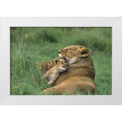 Tanzania, Ngorongoro Crater African lion and cub White Modern Wood Framed Art Print by Welling, Dave