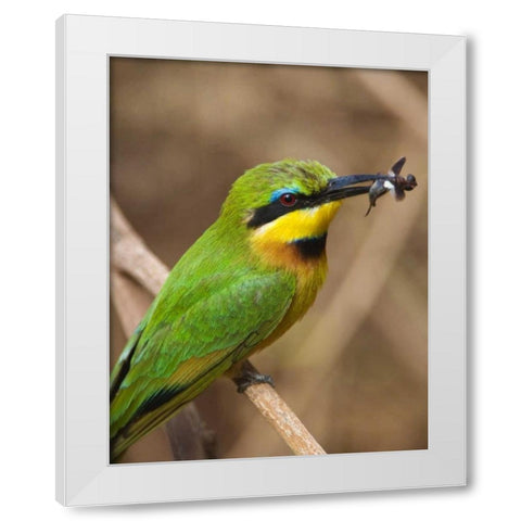 Tanzania, Lake Manyara NP Bee-eater on a branch White Modern Wood Framed Art Print by Kirkland, Dennis