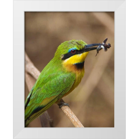 Tanzania, Lake Manyara NP Bee-eater on a branch White Modern Wood Framed Art Print by Kirkland, Dennis