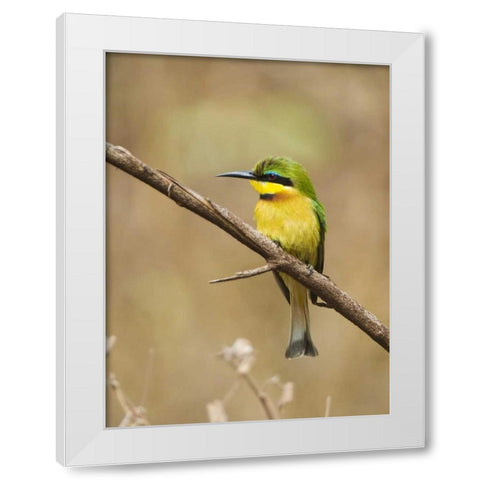 Tanzania, Lake Manyara NP Bee-eater on a branch White Modern Wood Framed Art Print by Kirkland, Dennis
