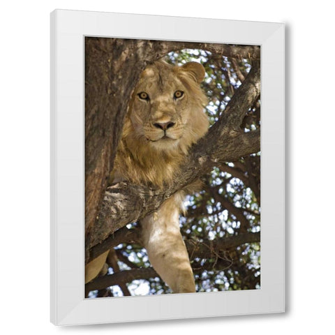Tanzania, Lake Manyara NP Lion in a tree White Modern Wood Framed Art Print by Kirkland, Dennis