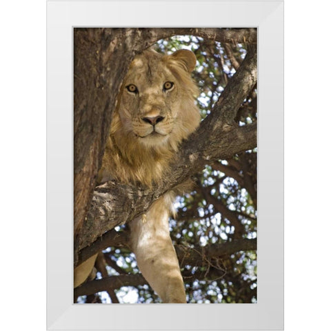 Tanzania, Lake Manyara NP Lion in a tree White Modern Wood Framed Art Print by Kirkland, Dennis