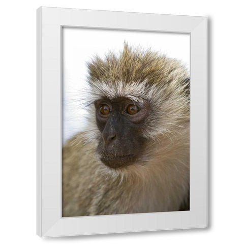 Tanzania, Lake Manyara NP Vervet monkey White Modern Wood Framed Art Print by Kirkland, Dennis