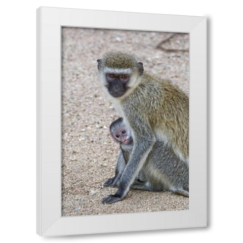Tanzania, Lake Manyara Vervet monkey with baby White Modern Wood Framed Art Print by Kirkland, Dennis